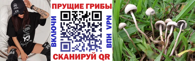 Галлюциногенные грибы Cubensis Щёлкино